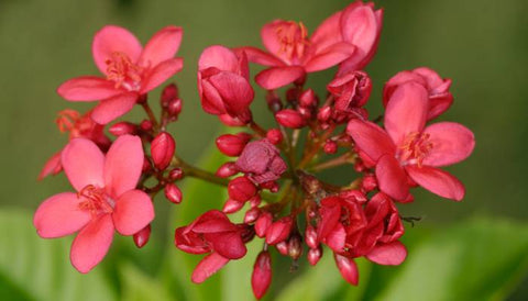 Beautiful Flowering Shrubs in India- Jatropha