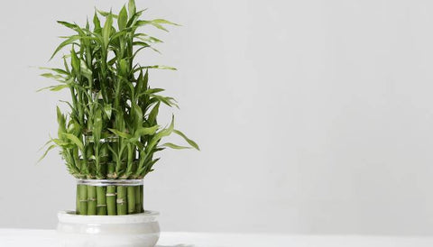 Kitchen Plants: Benefits of Keeping Plants In Kitchen - Lucky Bamboo