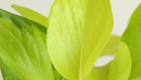 Best Plant for Corporate Gift: Pothos