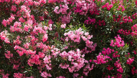 Best flowering shrub in india- Oleander