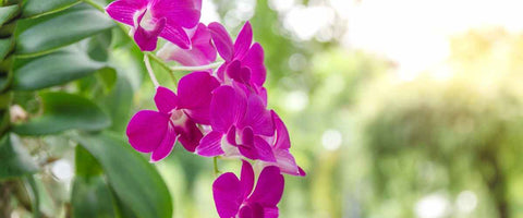 How to Choose the Perfect Flowers for Almost Any Occasion? - Orchids