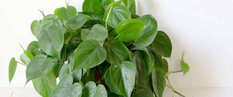 The Best Indoor Plants for Monochromatic Décor