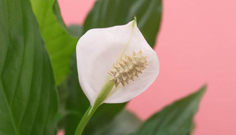 Indoor Plant Watering Guide - Peace Lily