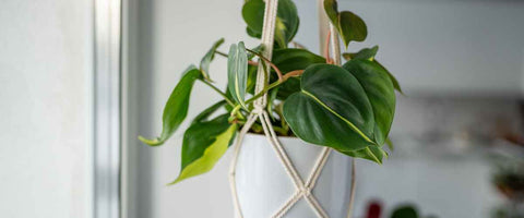 15 Indoor Plant Wall Decor Ideas - Plant hangers in boho style