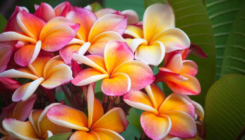 Beautiful flowering shrub in India- Plumeria