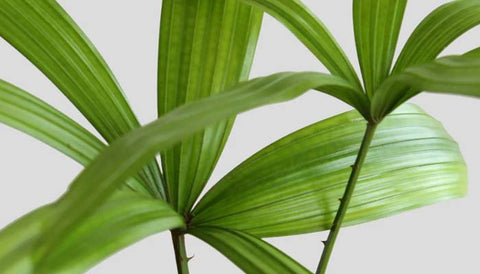 Indoor Plant Watering Guide - Rhapis Palm