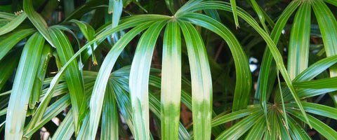 Best tall indoor plants to grow indoor - Rhapis Palm