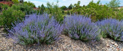 30 Long-Lasting Flowers for Your Garden - Russian Sage