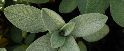 30 Long-Lasting Flowers for Your Garden - Sage