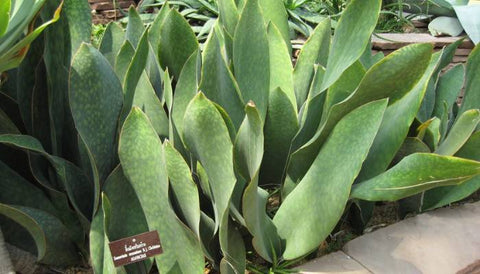 Different Varieties of Snake Plants