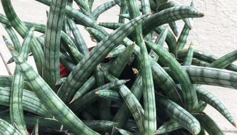 Different Varieties of Snake Plants