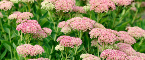 30 Long-Lasting Flowers for Your Garden - Seduum