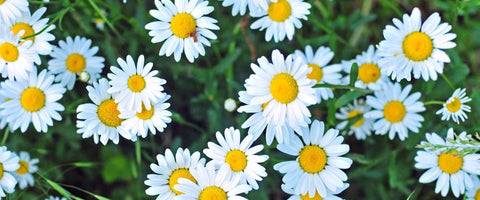 30 Long-Lasting Flowers for Your Garden - Shasta Daisy