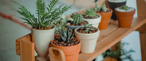 Small Decorative Modern-Style Ceramic Pots For Indoor Plants