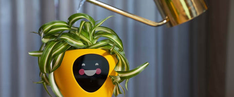 Corporate Plant Gifting Trends in 2024 - Smart Planters