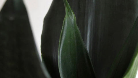 Different Varieties of Snake Plants