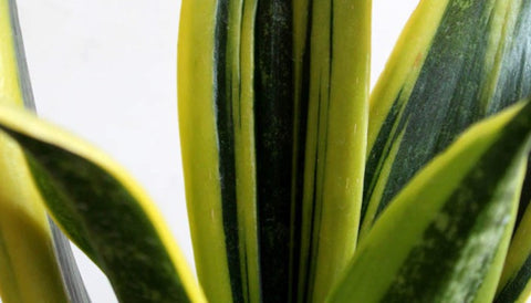 Different Varieties of Snake Plants