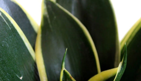 Different Varieties of Snake Plants