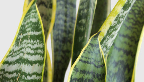 Small Indoor Plants for Your Apartment - Snake Plant