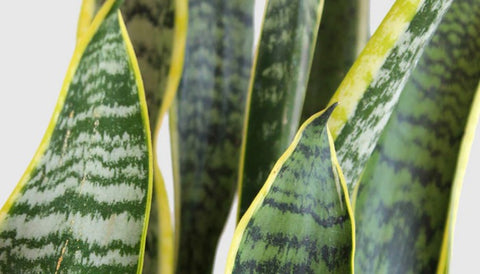 Best Stress-Relieving Plants for Offices and Workspaces - Snake Plant