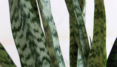 Different Varieties of Snake Plants