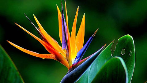 Seeds Bird of Paradise