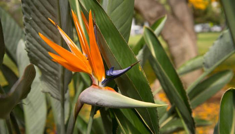 Harvest Bird of Paradise Seeds