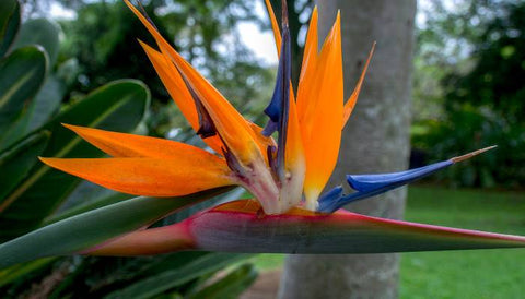 Bird of Paradise Seeds Take to Germinate