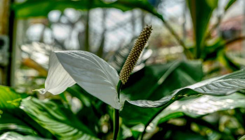 Is Peace Lily easy to care for?