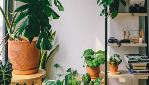 How to Choose Perfect Pots for Your Home Decor