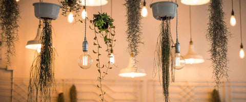 15 Indoor Plant Wall Decor Ideas - Wall Hanging with Decorative Air Plants