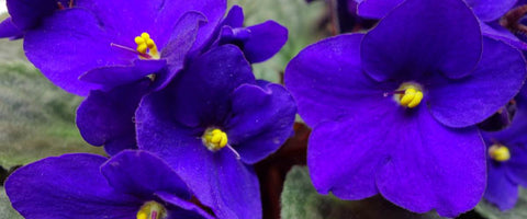 Beautiful Small Indoor Flower Plants - African Violet