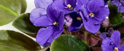 Types of Soil for Growing Houseplants - African Violet Mix