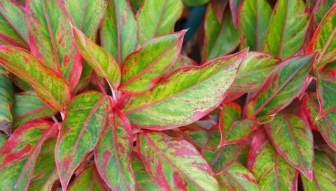 Small Indoor Plants for Your Apartment - Aglaonema Red Lipstick