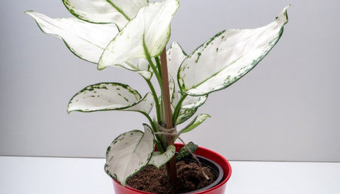 Small Indoor Plants for Your Apartment - Aglaonema Super White