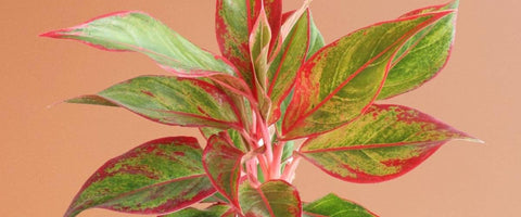 Best Plants To Gift Senior Management Team - Aglaonema Red Lipstick