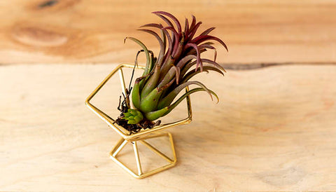 Corporate Gifting Plant: Air plants