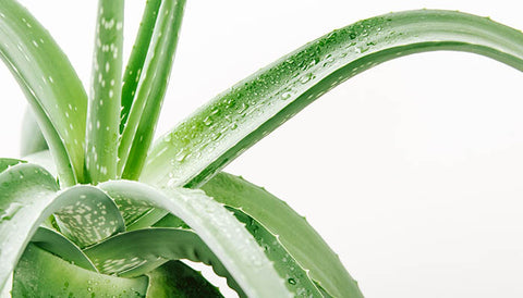 Best Indoor plants According Vastu: Aloe Vera