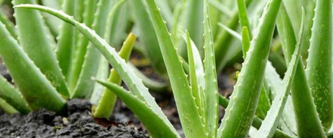 13 Best Medicinal Plants of India - Aloe Vera