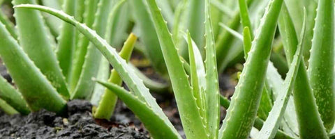 11 Easy to Care Outdoor Plants - Aloe Vera