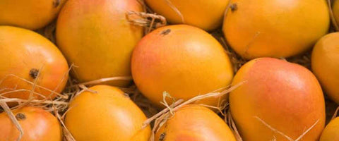 The Top 21 Verities of Mango in India - Alphonso Mango