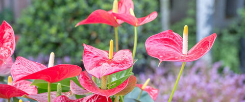 Best Plants to Gift Your Remote Team - Anthurium Mini red