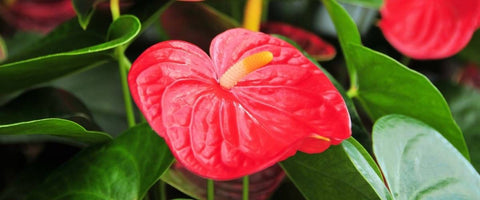 Best Plants to Gift Corporate Guests in India - Anthuriums