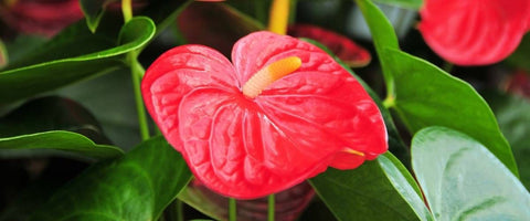 Best Plants To Gift Senior Management Team - Anthurium Mini Red