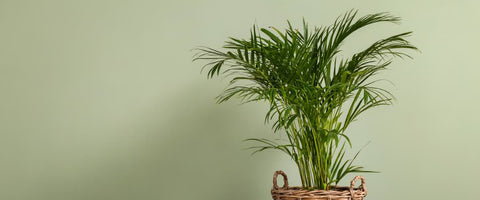 Outstanding Plants for Meeting Rooms - Areca Palm