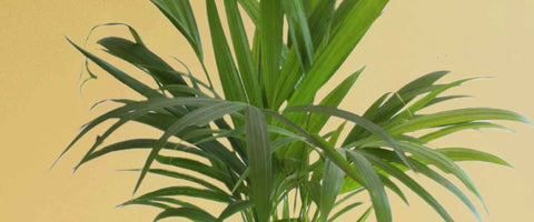 Top 10 Hard to Kill Indoor Plants - Areca Palm