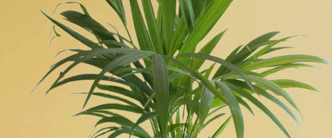 Best Indoor Plants for Better Sleep - Areca Palm