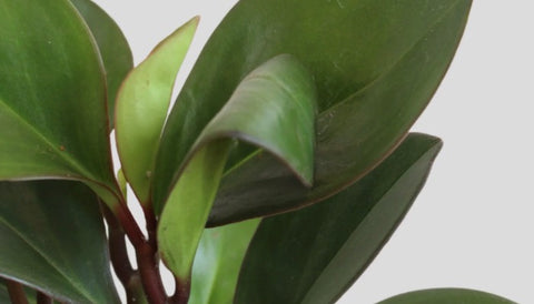 Best Stress-Relieving Plants for Offices and Workspaces - Baby Rubber Red Edge