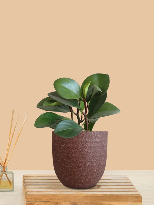 Baby Rubber Plant Red Edge (Medium) – Greenkin