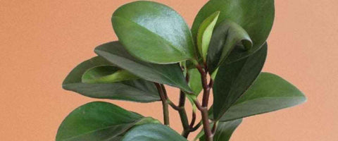 Best Indoor Plants for Better Sleep - Baby Rubber